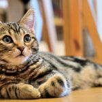 【猫と暮らす大阪】ペット可の物件って猫も大丈夫？条件など気になる情報を徹底解説！