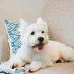 【ペット可物件の完全ガイド】種類、範囲、そしてNGなペットを解説!